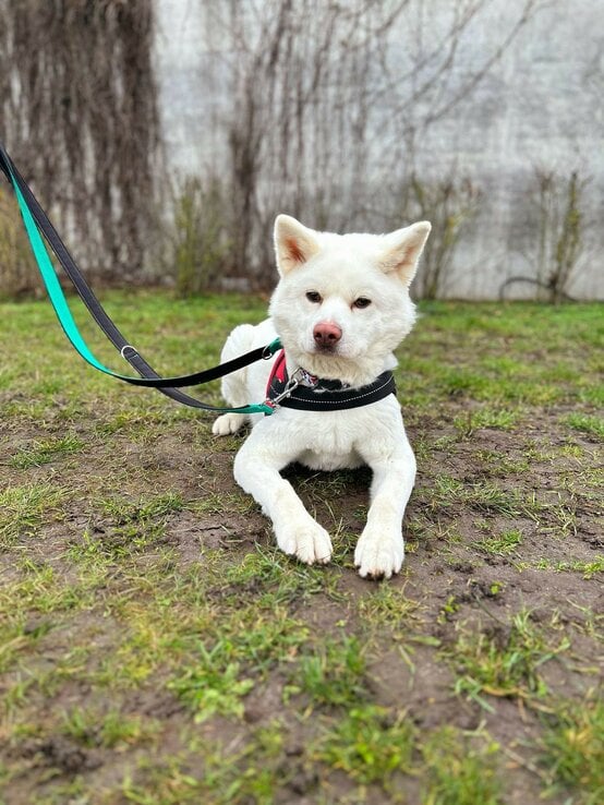 Hündin Lucy, ein Akita Inu aus dem Berliner Tierheim | © Tierheim Berlin