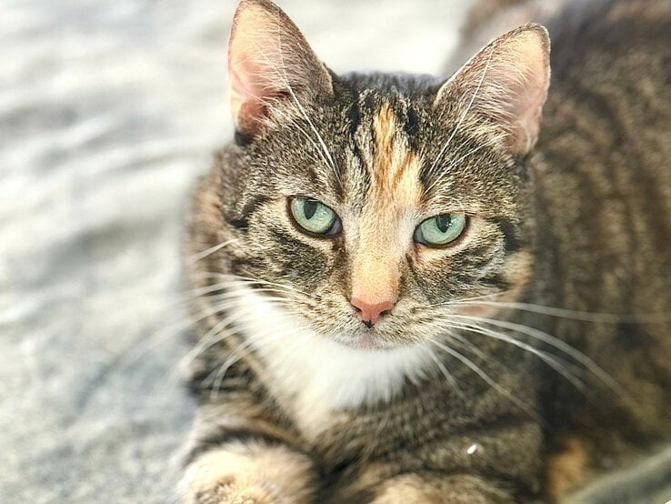 Katze Mochi aus dem Tierheim Berlin