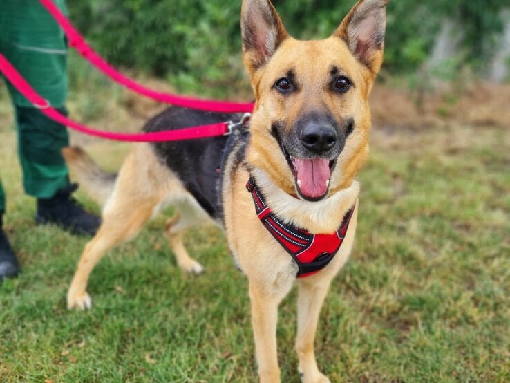 Hündin Laila aus dem Berliner Tierheim
