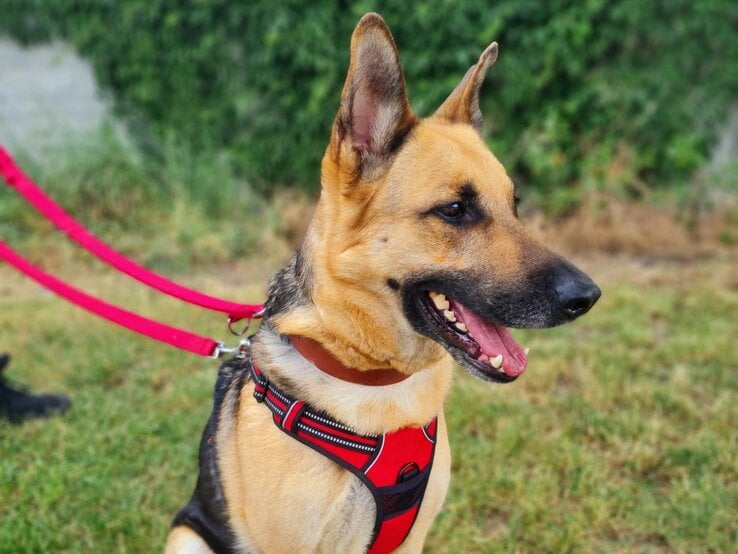 Hündin Laila aus dem Berliner Tierheim | © Tierheim Berlin