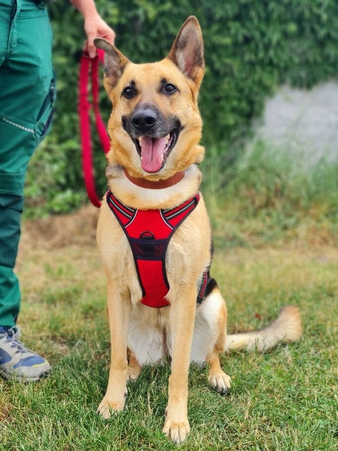 Hündin Laila aus dem Berliner Tierheim | © Tierheim Berlin