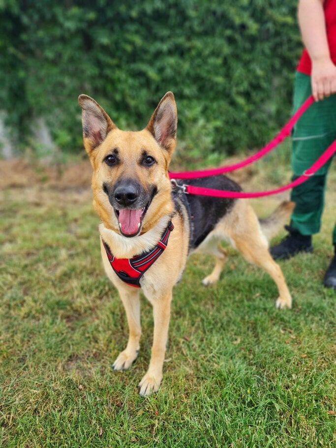 Hündin Laila aus dem Berliner Tierheim | © Tierheim Berlin