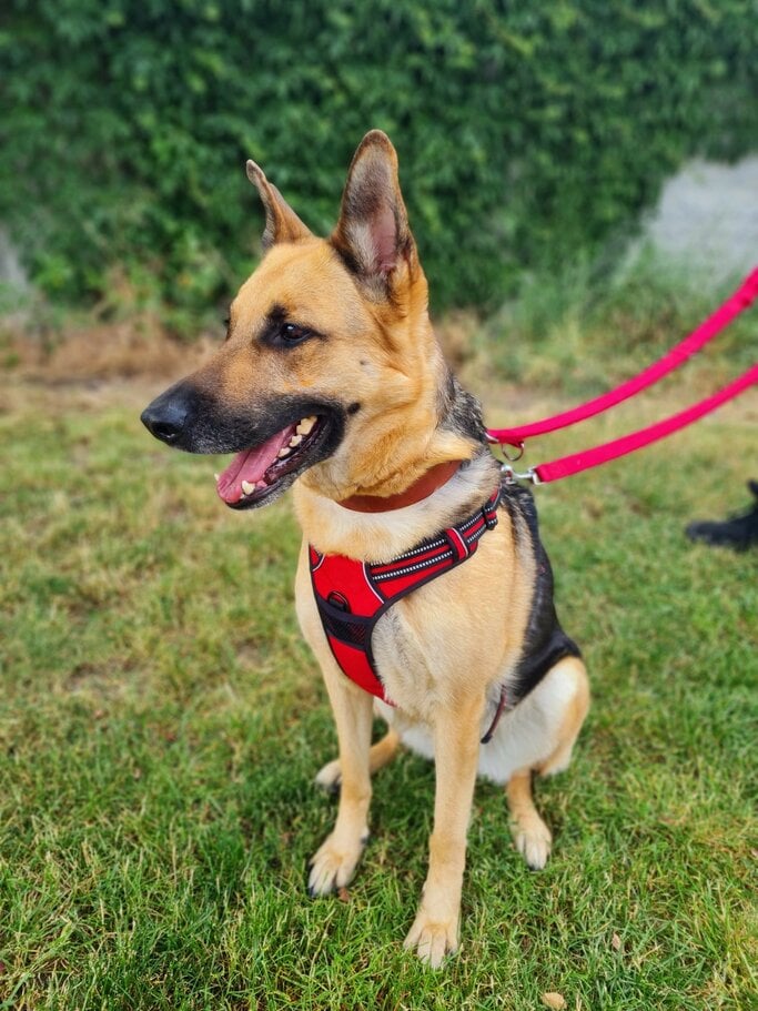 Hündin Laila aus dem Berliner Tierheim | © Tierheim Berlin