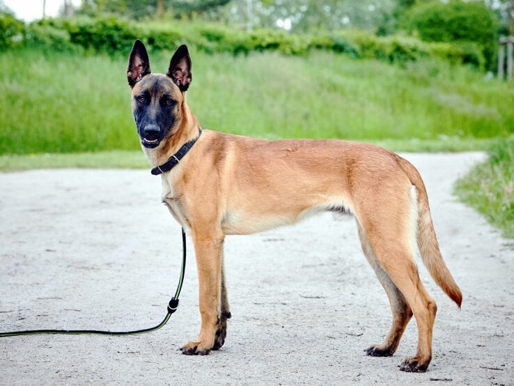 Hund Leon aus dem Berliner Tierheim