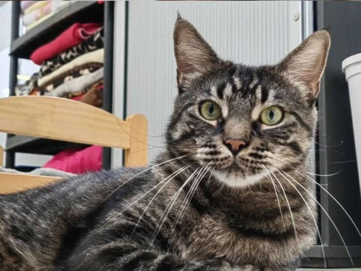 Kater Darren aus dem Berliner Tierheim