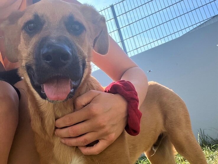 Hund Sokka aus dem Tierheim Berlin | ©  Tierheim Berlin