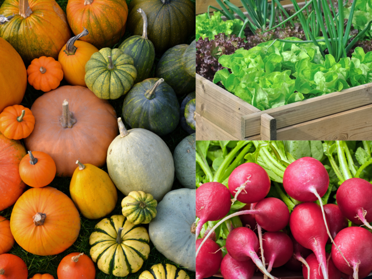 Bunte Kürbisse auf Gras, daneben ein Hochbeet mit Salat und Frühlingszwiebeln sowie frisch geerntete rote Radieschen.