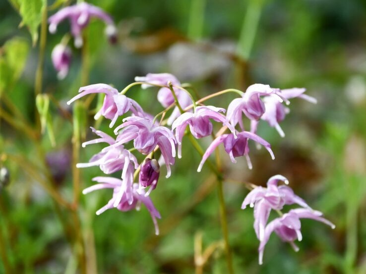 Zarte, hellviolette Blüten von Elfenblumen hängen filigran an dünnen Stängeln vor einem unscharfen, grünen Naturhintergrund.